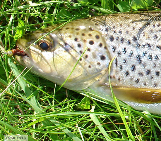 magnificent river Tummel trout caught on a heavy nymph. 